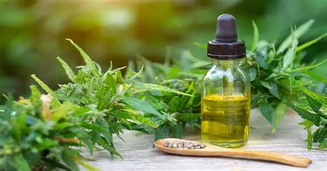 Purple Leaf Cold-Pressed Hemp Oil (1000mg)